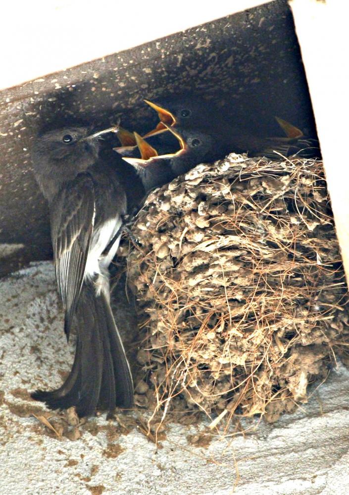 Identifying Bird Nests on Farm Structures